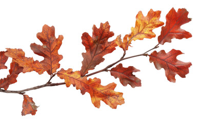 Fototapeta premium PNG Autumn oak leaves on branch