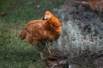 Hens grazing on grass in a free range organic farm