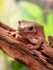 An Australian tree frog sits on the bark of a tree. The frog turns around and looks at the camera.