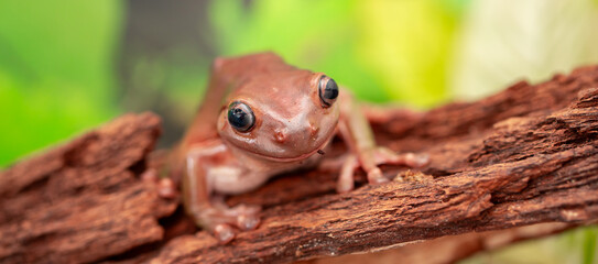 An Australian tree frog sits on the bark of a tree. The frog turns around and looks at the camera.
