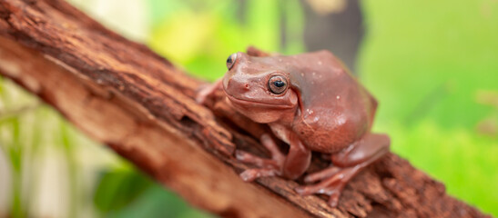 An Australian tree frog sits on the bark of a tree. The frog turns around and looks at the camera.