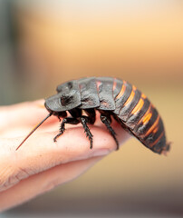 Madagascar Hissing Cockroach. A cockroach sits on a man's hand close-up. Exotic pet, tropical insect.