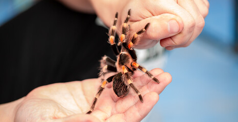 Obraz premium Tarantula spider on a man's hand close up. Tarantula spider as a pet.