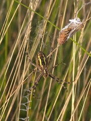 spider on a leaf