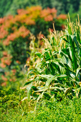 Green corn plants