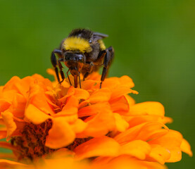 Bumblebee on orange zinnia closeup