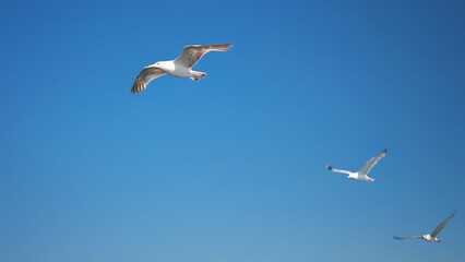 Obraz premium Close-up slow motion 3 seagulls flying in a clear blue sky