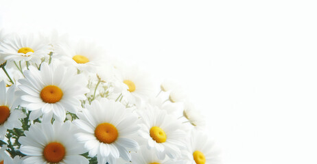 daisies on white background