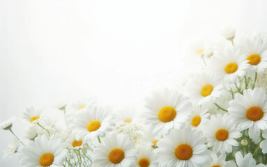 daisies on white background