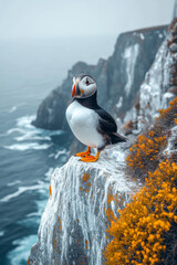 Fototapeta premium Puffin standing on a rocky ledge with the ocean in the background,