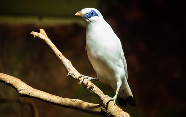 White bali myna bird perching on a branch