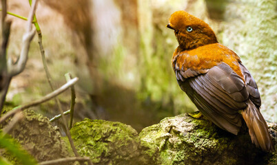 Andean cock-of-the-rock perched on a rock in the forest