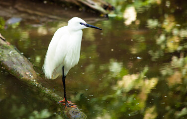 Little egret standing on one leg on branch over water
