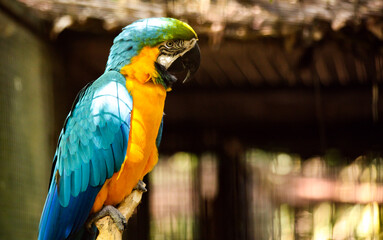 Blue and yellow macaw perched on a branch is looking right