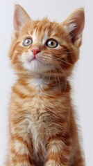 Fototapeta premium Red-haired kitten on a white background