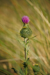 thistle flower in the field