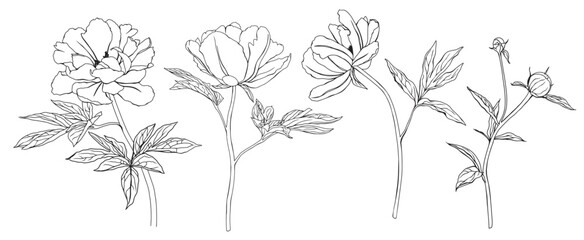 Summer set of flowers peony. Vector pencil hand drawn illustration of blooming peony on isolated background. Bundle with outline drawing of leafs. Sketch in line art style painted by black inks. © Ekatmart