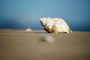 seashell on the beach