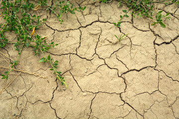 Close up of dry cracked earth with green plants
