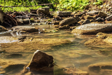 Landscapes -  Forest - Europe, Romania, Suceava region