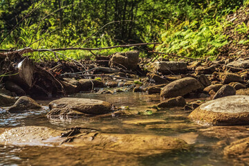 Landscapes -  Forest - Europe, Romania, Suceava region