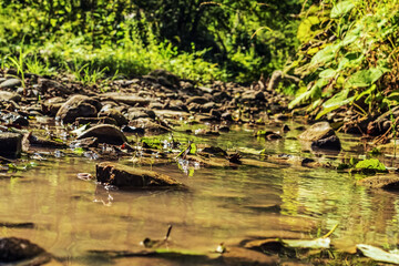 Landscapes -  Forest - Europe, Romania, Suceava region