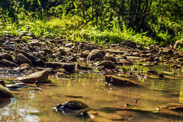Landscapes -  Forest - Europe, Romania, Suceava region
