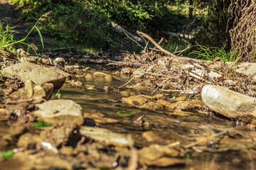 Landscapes -  Forest - Europe, Romania, Suceava region