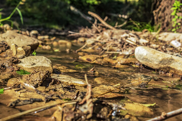 Landscapes -  Forest - Europe, Romania, Suceava region