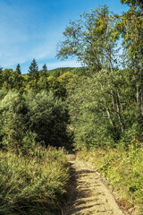 Landscapes -  Forest - Europe, Romania, Suceava region