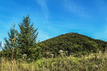 Landscapes -  Forest - Europe, Romania, Suceava region