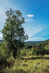 Landscapes -  Forest - Europe, Romania, Suceava region