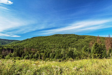 Obraz premium Landscapes - Forest - Europe, Romania, Suceava region