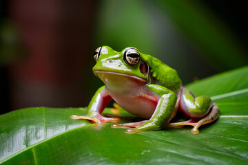Naklejka premium a frog perched on a leaf