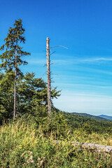 Obraz premium Landscapes - Forest - Europe, Romania, Suceava region
