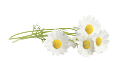 A bouquet of white daisies with yellow centers