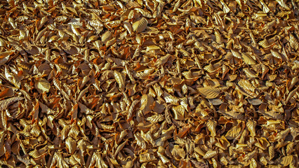 Layer of yellow fallen leaves on the ground