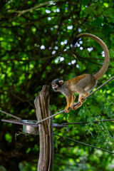 Singe - Valée des singe