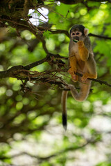 Singe - Valée des singe