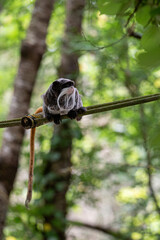 Tamarin Empereur Valée des singes