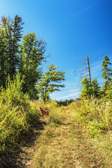 Landscapes -  Forest - Europe, Romania, Suceava region