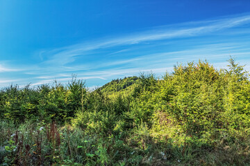 Landscapes -  Forest - Europe, Romania, Suceava region