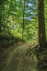 Landscapes -  Forest - Europe, Romania, Suceava region