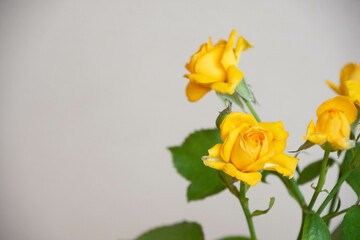 黄色いスプレーばら