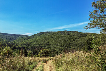 Landscapes -  Forest - Europe, Romania, Suceava region