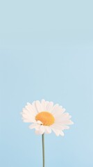 Daisy flower petal plant.