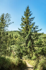 Landscapes -  Forest - Europe, Romania, Suceava region