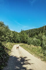 Fototapeta premium Landscapes - Forest - Europe, Romania, Suceava region