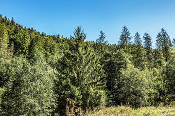Landscapes -  Forest - Europe, Romania, Suceava region