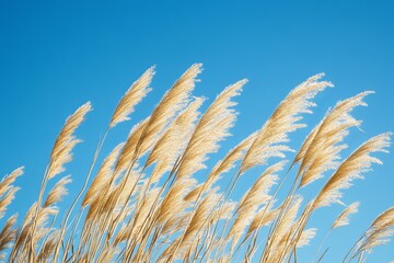Fototapeta premium Tall stalks of golden wheat swaying in the wind with a blue sky in the background.